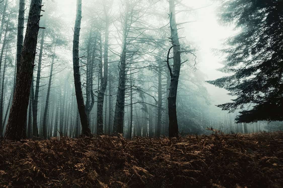 Forêt dense avec brume matinale et arbres hauts.